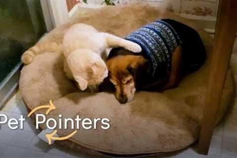 Thunderstorms | Pet Pointers