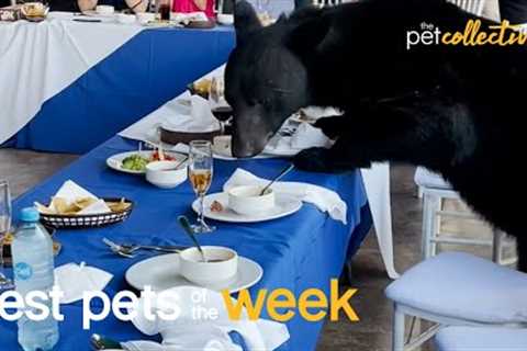 Worst Wedding Date Ever | Best Pets of the Week