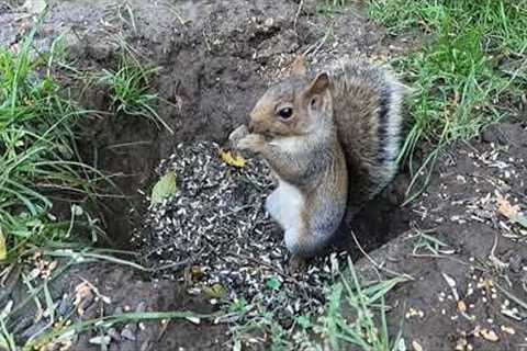 Sunday Morning Squirrels - Down in a Hole - Nov 14, 2021