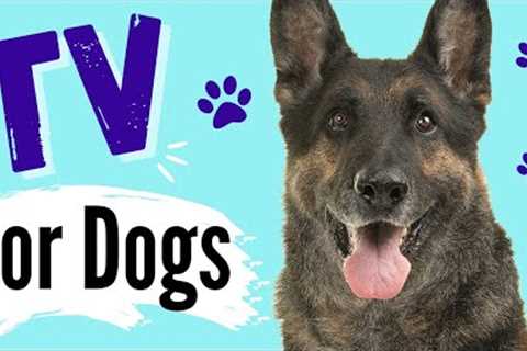 TV for Dogs | Dog Entertainment |?GERMAN SHEPHERDS? | Videos for Dogs To Watch | Dog TV