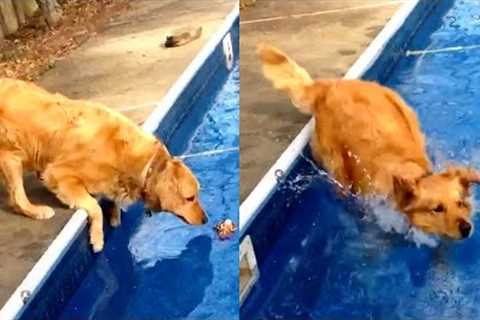 Dog  Fails And Falls Into Pool | Funny Pet Videos