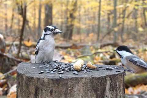 Forest Feeder - Birds and Squirrels - November 16, 2021