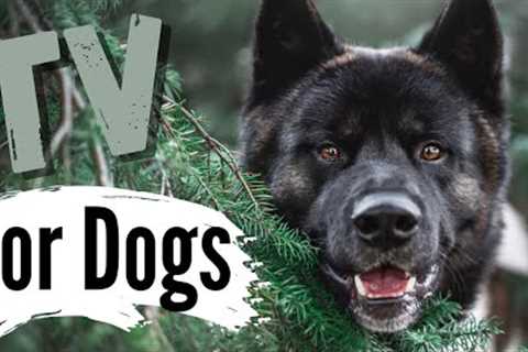 TV for Dogs | DOGS EXPLORING NATURE?|Dog Entertainment | Videos for Dogs To Watch