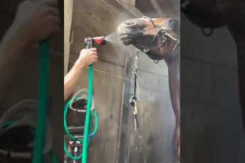 Horse Drinks Water From Hose #shorts