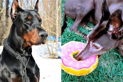 Who Wins: Greyhound VS Doberman