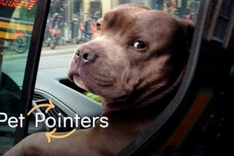 Holiday Travel Tips | Pet Pointers