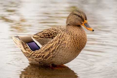 Wetland Ducks | RELAX YOUR PET | November 19, 2021 | 10 Hours