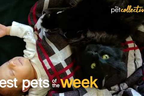 Babies Best Friend|  Best Pets of the Week