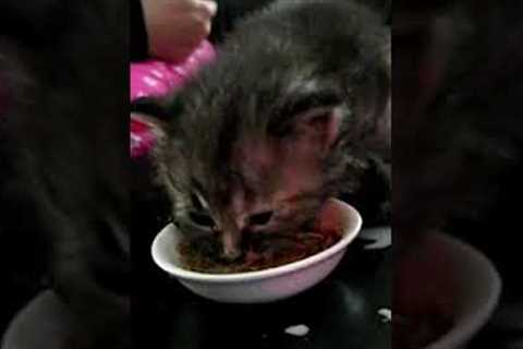 Cute Kitten Slips While Snacking! ???