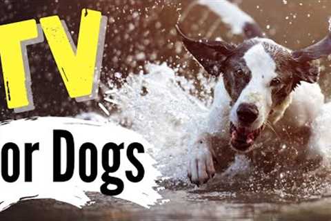 TV for Dogs | ?DOGS & WATER?| Dog Entertainment | Videos for Dogs To Watch