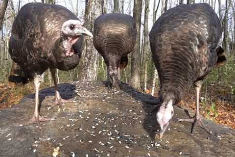 Turkeys and Squirrels of the Forest - November 22, 2021