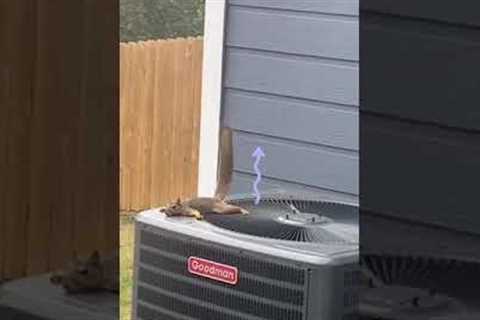 The Chillest Squirrel in the World! ??️