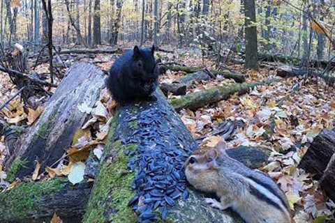 Chipmunks and Squirrels Feeding on a Log - November 23, 2021