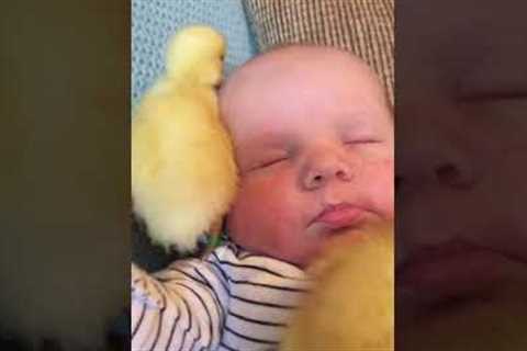 Ducklings Snuggle With Baby