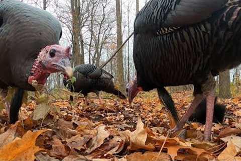 10 hour - Turkey Birds of the Forest -  November 25, 2021