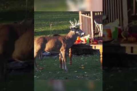 Buck Has Thanksgiving Dinner in Backyard