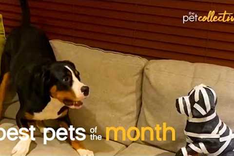 Best Pets of the Month (November  2021)