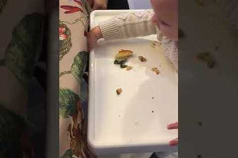 Dog Tries to Eat Baby's Food