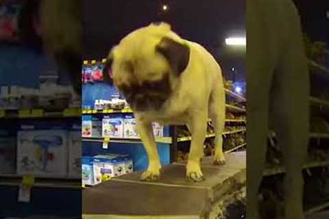 Pug Goes Black Friday Shopping