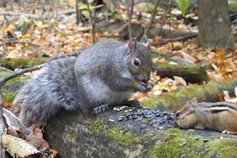 Chipmunks and Squirrels Sharing a Snack - November 26, 2021