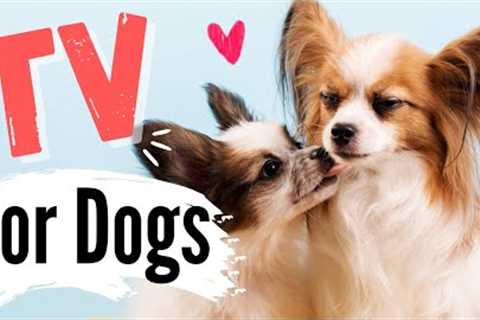 TV for Dogs |?? DOG MOMS?? | Dog Entertainment | Videos for Dogs To Watch