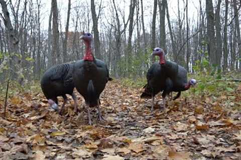 10 hours - Turkey Trail for CATS to WATCH - November 29, 2021