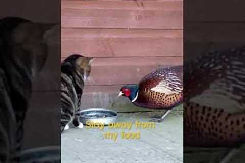 Pheasant and Cat Share A Meal