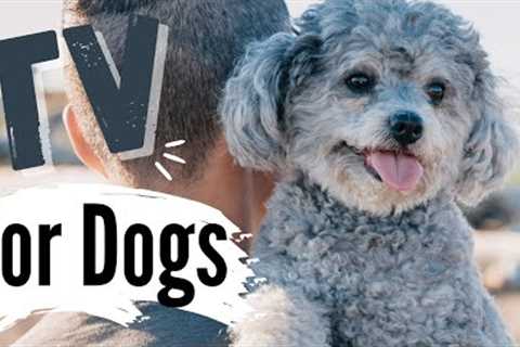 TV for Dogs | DOG DADS?? | Dog Entertainment | Videos for Dogs To Watch | Dog TV