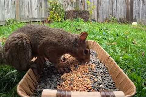 Backyard Ground Feeder - December 2, 2021