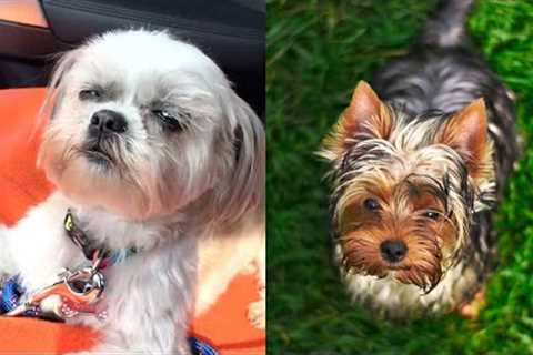 Who Wins: Shih Tzu vs Cairn Terrier