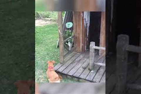 Cat Chases Dog!