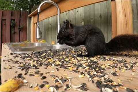 Sunday Morning Brunch for Squirrels - Dec 5, 2021