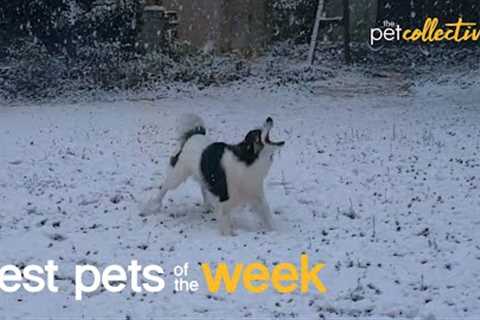 Let It Snow | Best Pets of the Week