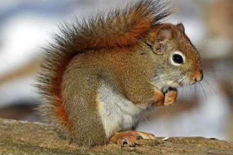 Red Squirrel Feeding Near Frozen Pond - December 3, 2021