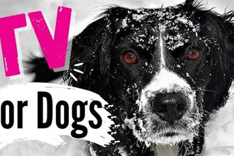 TV for Dogs | ❄DOGS IN THE SNOW❄ | Dog Entertainment | Videos for Dogs To Watch | Dog TV