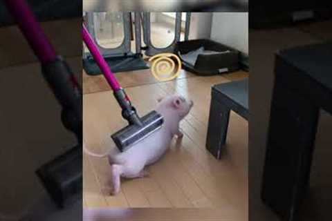 Piglet Enjoys Massage!