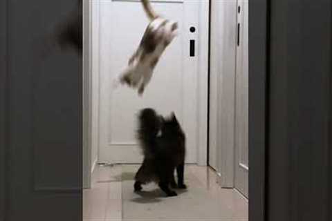 Cat Channels Ninja Skills to Escape!