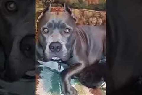 Pit Bull Adopts Kitten as Her Own