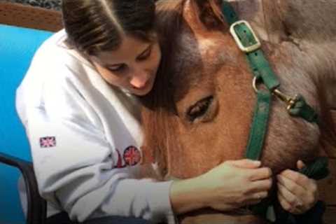 Miracle Horse | Pet It Forward