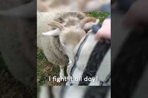 Sheep vs. Chair