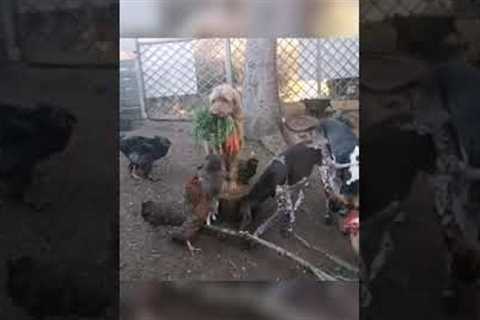 Dog Holds Bunch of Carrots in Their Mouth and Feeds Other Animals