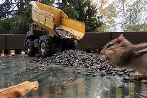 Jays and Chipmunks on the Job - 10 Hours - December 10, 2021