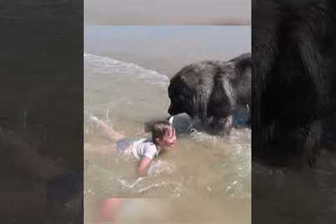 Dog Decides to Rescue Girl Playing in Ocean