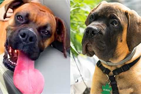 Who Wins: Boxer vs Mastiff