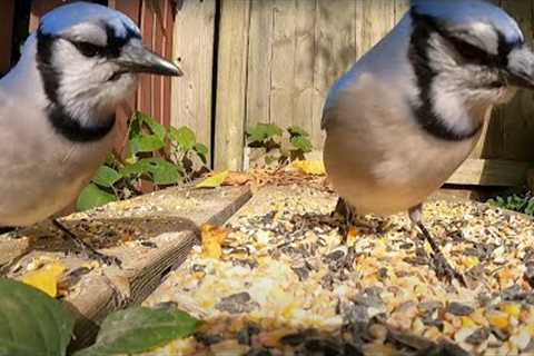 Backyard Blue Jays and Squirrels - 10 Hours - Dec 12, 2021