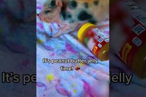 Piglet Gets Excited About Peanut Butter Jar and Uses it as Scratching Post