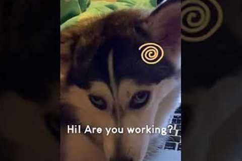 Husky Hilariously Bothers Pet Parent While They Work From Home