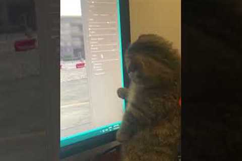 Kitten Stands in front of Monitor Chasing Mouse Pointer With Paw