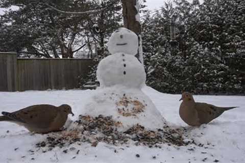 Snowmen Compilation for Backyard Friends - December 15, 2021