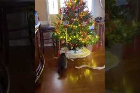 Raccoon Gets Caught Red-Handed While Stealing Streamer Over Christmas Tree